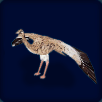 Arabian Nights Houbara Bustard