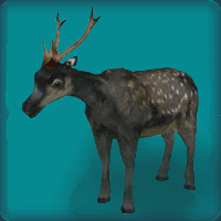 Visayan Spotted Deer