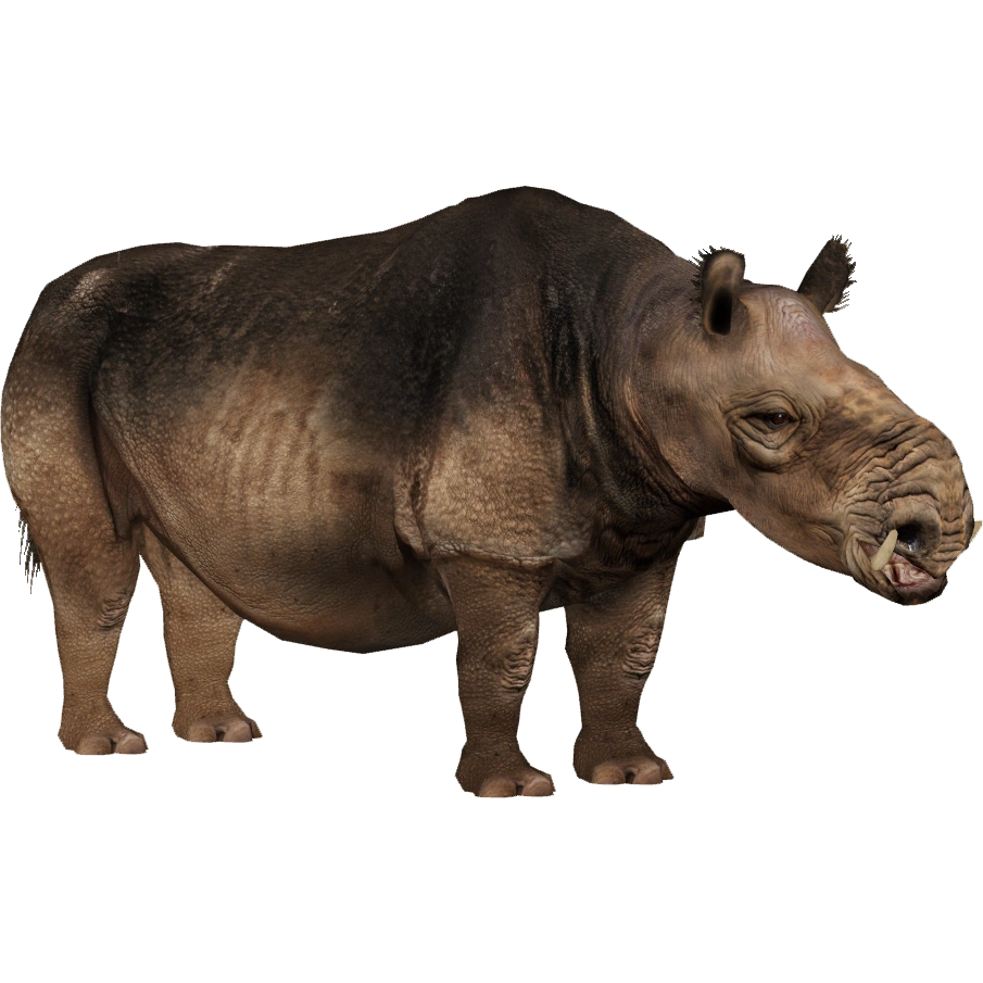 EDM Chilotherium